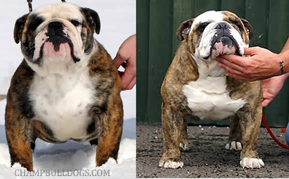 English bulldog picture Ocobo Freddy Mystyle